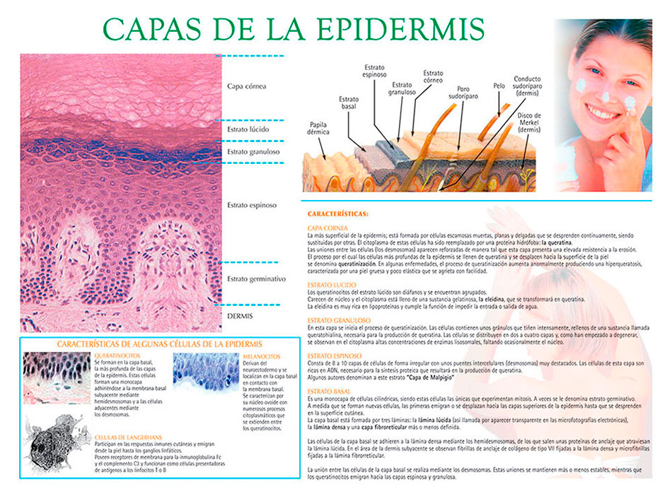 Capas de la epidermis
