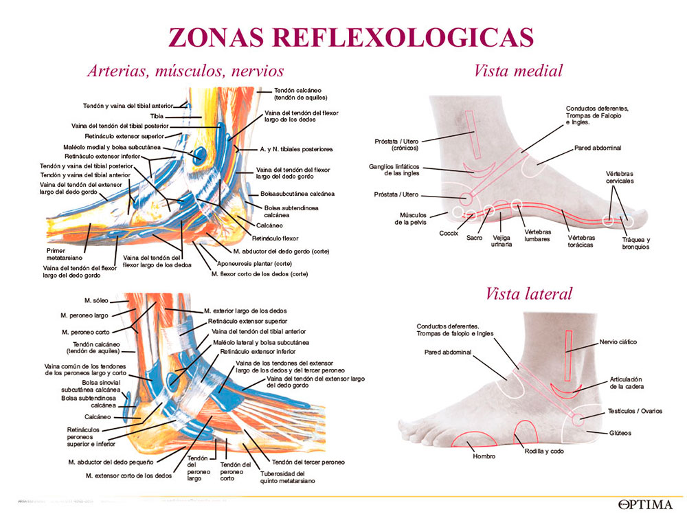 Reflexología de pie (vista lateral)